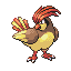 0017Pidgeotto FRLG