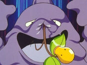 Muk is not hurt by Bellsprout's attacks