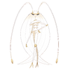 Pheromosa