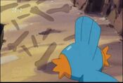 Mudkip notices the footprints