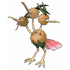 Dodrio