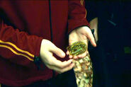 Gillyweed (Harry Potter)