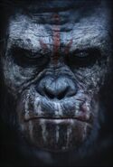 Having been mistreated by humans, Koba (Planet of the Apes) fears the day apes and humans will be able to coexist. To prevent this, he went to extreme lengths such as shooting his leader, Caesar and framing a human to form an all-out war.