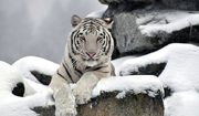 White siberian tiger1