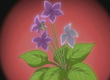 Hiroto's heart flower