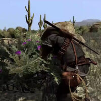 John picking Desert Sage in Red Dead