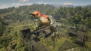 Red-Bellied Woodpecker flying over Fort Brennand