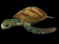 The turtle seen in Aquatic Base's background.