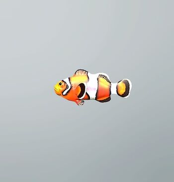 FP clownfish