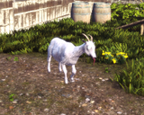 Blue Streak goat