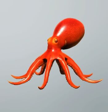 FP octopus