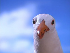 Seagull