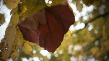 Leaf Rings