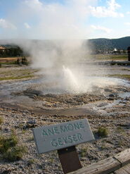 Anemone Geyser