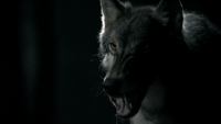 TVD203-148-Mason-Werewolf