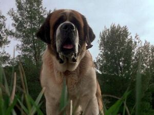 Cujo before contracting rabies.