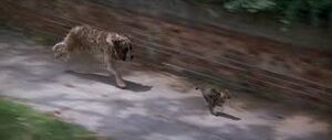 Cujo chasing General.