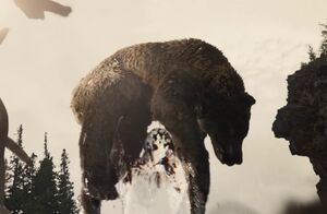 Feral-predator-vs-bear