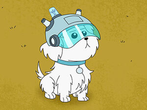 Snuffles wearing his helmet.