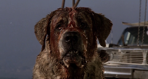 A bloodied and crazed Cujo.