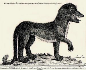 Artist's conception of the Beast of Gévaudan, 18th-century engraving by A.F. of Alençon