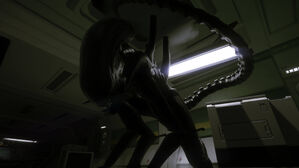 Alien-isolation-gallery-4