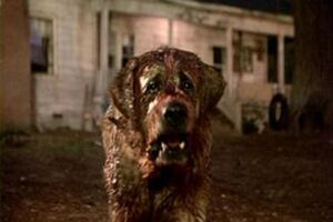 Cujo preparing to attack Donna.