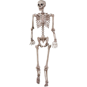 Halloween-Skeleton-PNG-Image