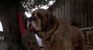 Cujo watching Donna try to leave.