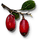 Tw3 berbercane fruit