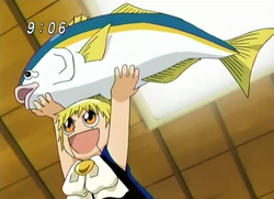 Zatch holding Yeallowtail