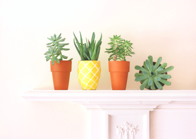 Pineapple Planter