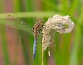 * Nomination Kleiner Blaupfeil - Orthetrum coerulescens, Männchen (male) --Hockei 20:32, 16 February 2015 (UTC) * Promotion Good quality. --Livioandronico2013 21:00, 16 February 2015 (UTC)