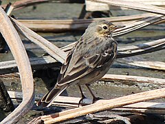 Anthus spinoletta japonicus.JPG