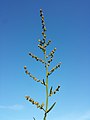 Inflorescence (individual with predominantly female flowers)