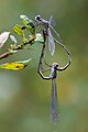 mating wheel