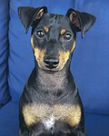 Thumbnail for File:Miniature Pinscher male.jpg