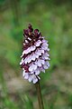 Orchis purpurea France - La Repentance