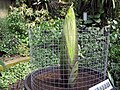 Amorphophallus titanum at Kew Gardens, London, England, in June 2005