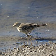 American Pipit (5183160948).jpg