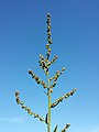 Inflorescence (individual with predominantly female flowers)