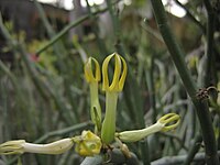 Ceropegia dichotoma