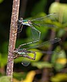 couple ovipositing