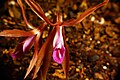 Nervilia plicata flower