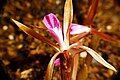 Nervilia plicata flower