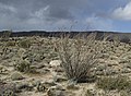 Anza Borrego Desert State Park, California