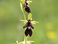 Ophrys insectifera