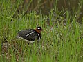 Female; Taoyuan County, Taiwan