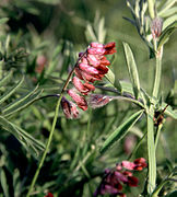 Vicia benghalensis