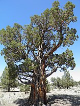 Central Oregon